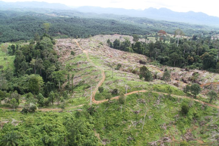 HS Kalumpang VJR107C (Sangster & Forbes) (11).JPG